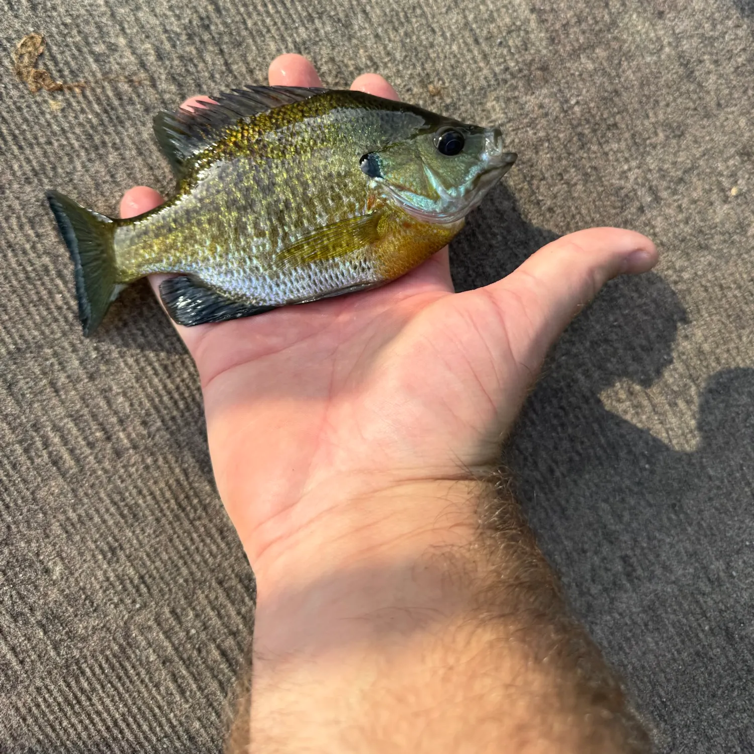 Bluegill caught on Fishbrain