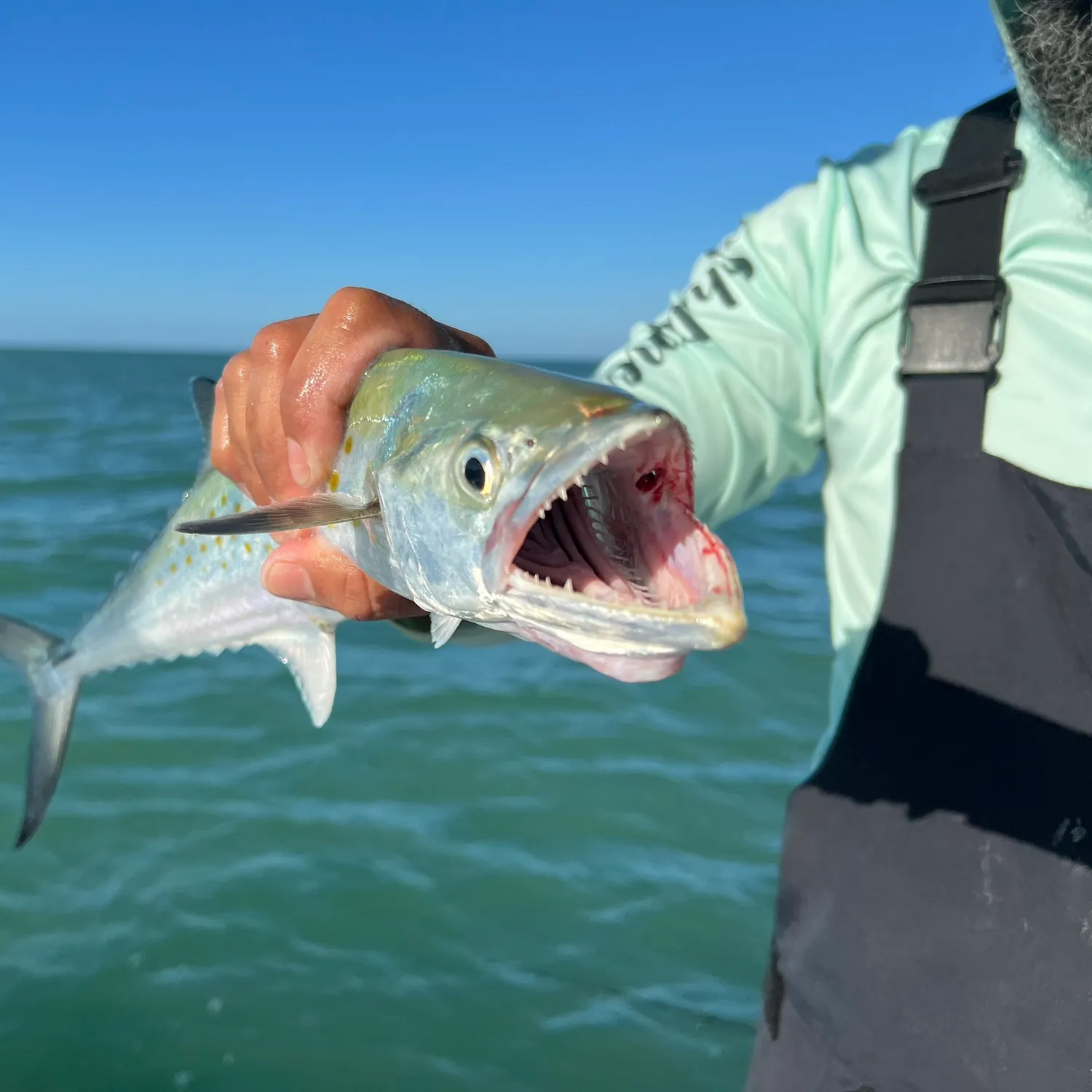 The most recent Spanish mackerel catches on Fishbrain
