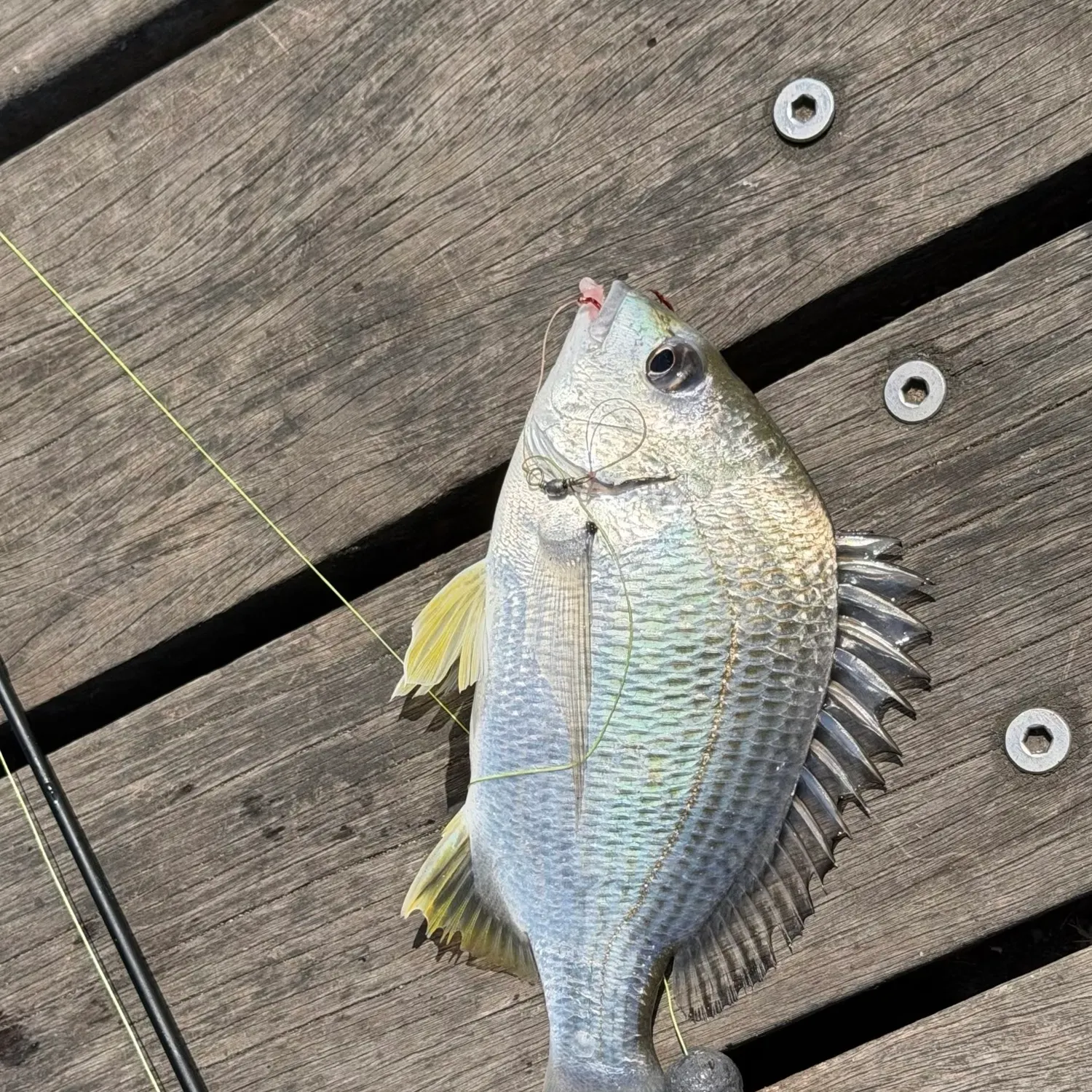 Surf bream caught on Fishbrain