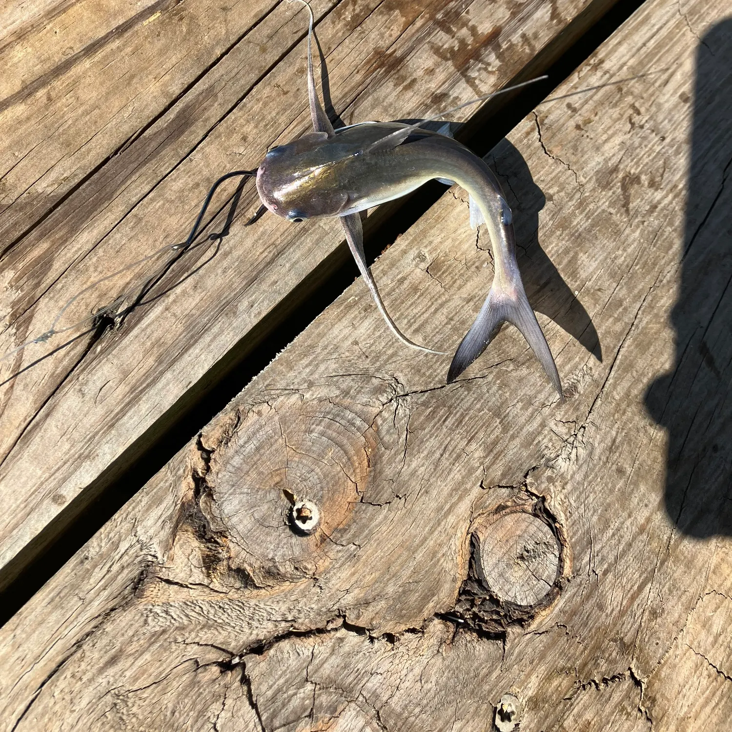 The most recent Hardhead sea catfish catches on Fishbrain