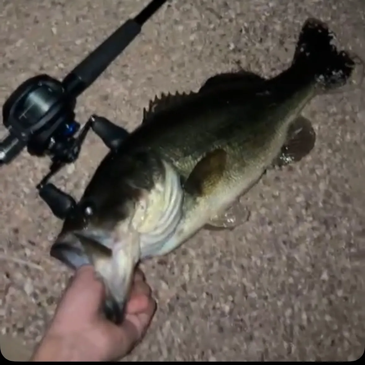 Largemouth bass caught on Fishbrain