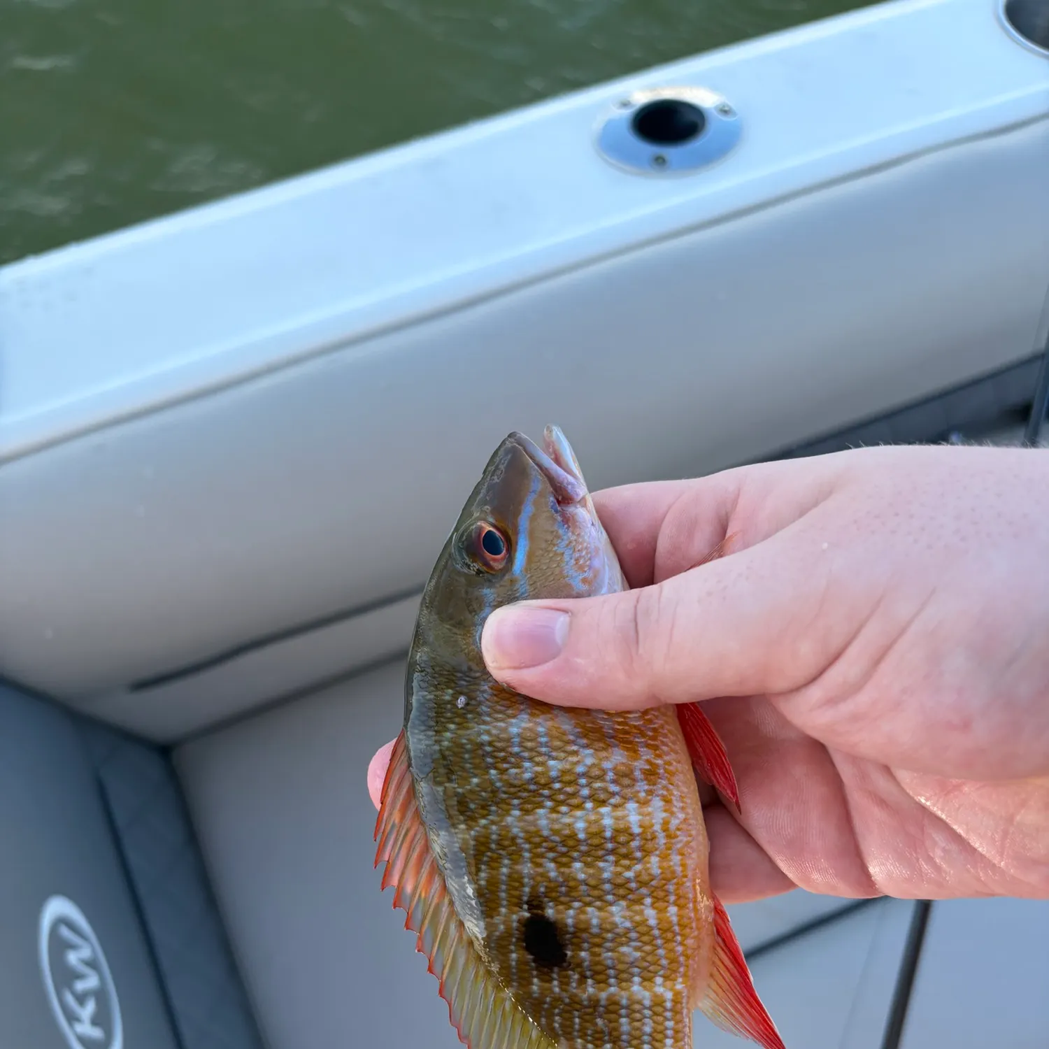 The most recent Mutton snapper catches on Fishbrain