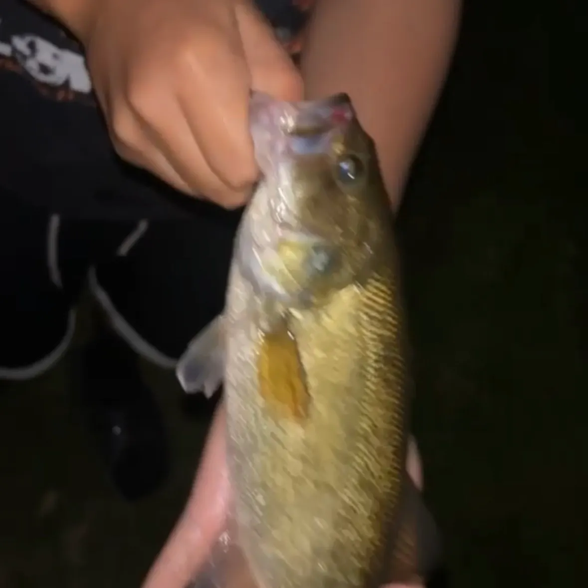 Smallmouth bass caught on Fishbrain