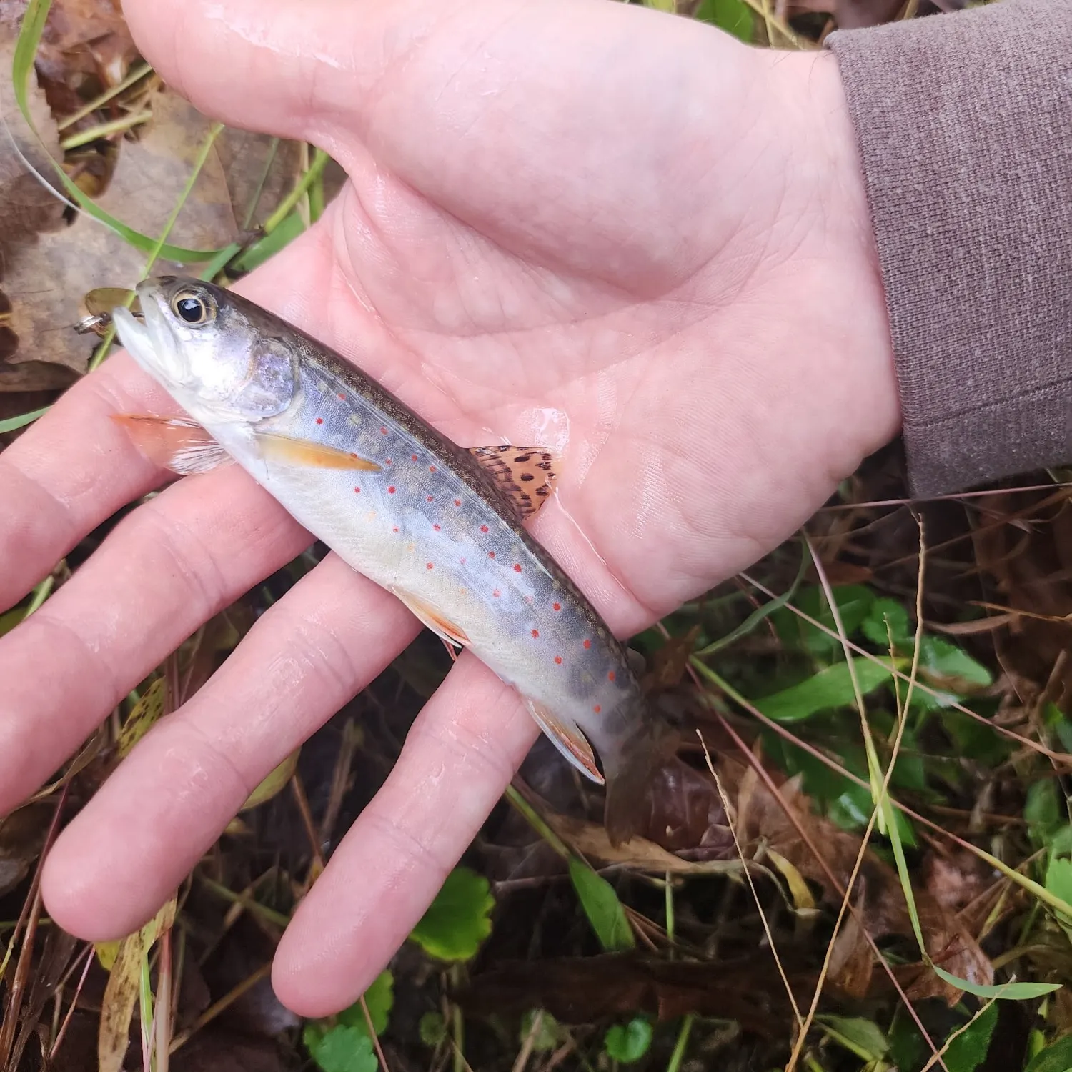 Brook trout caught on Fishbrain