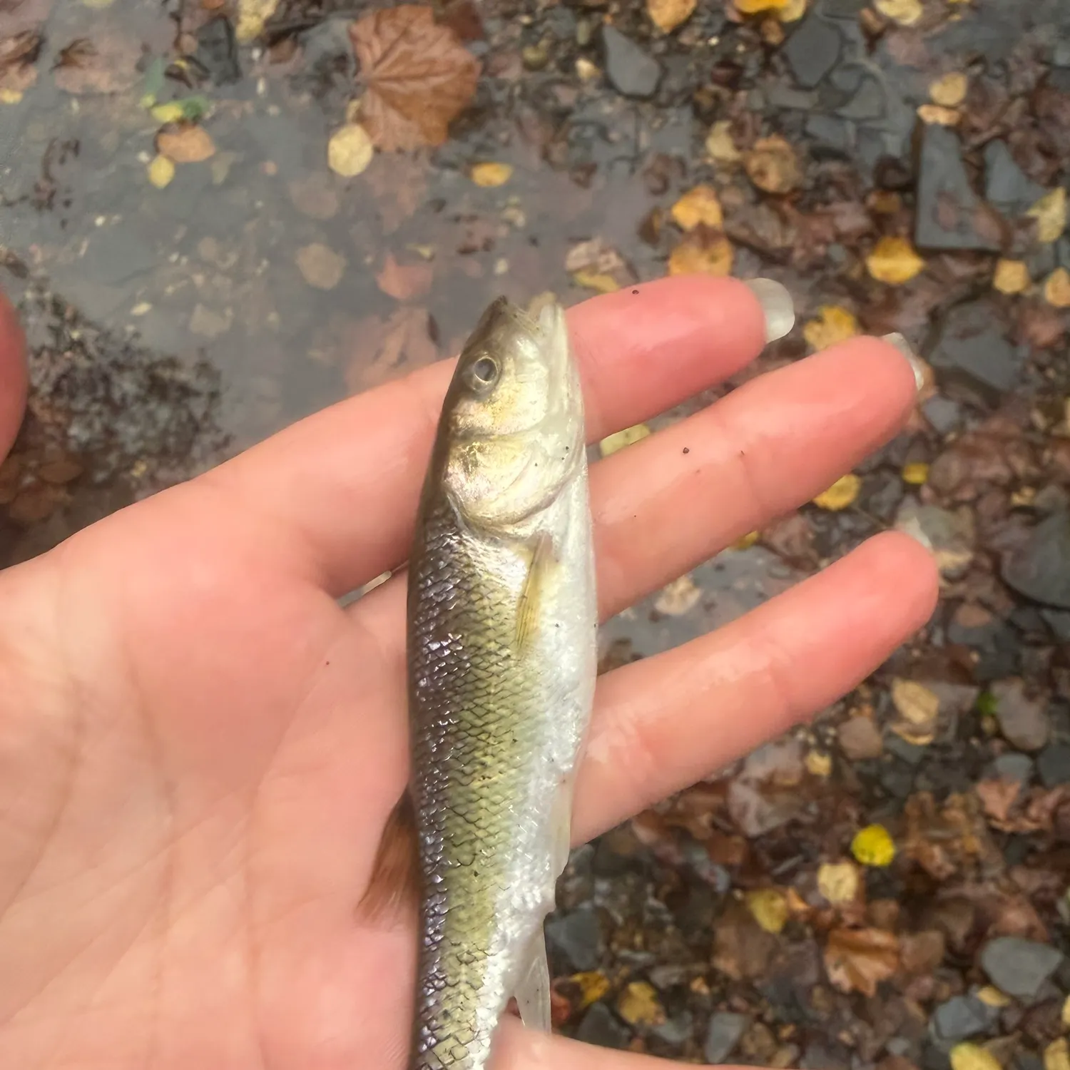Creek chub caught on Fishbrain
