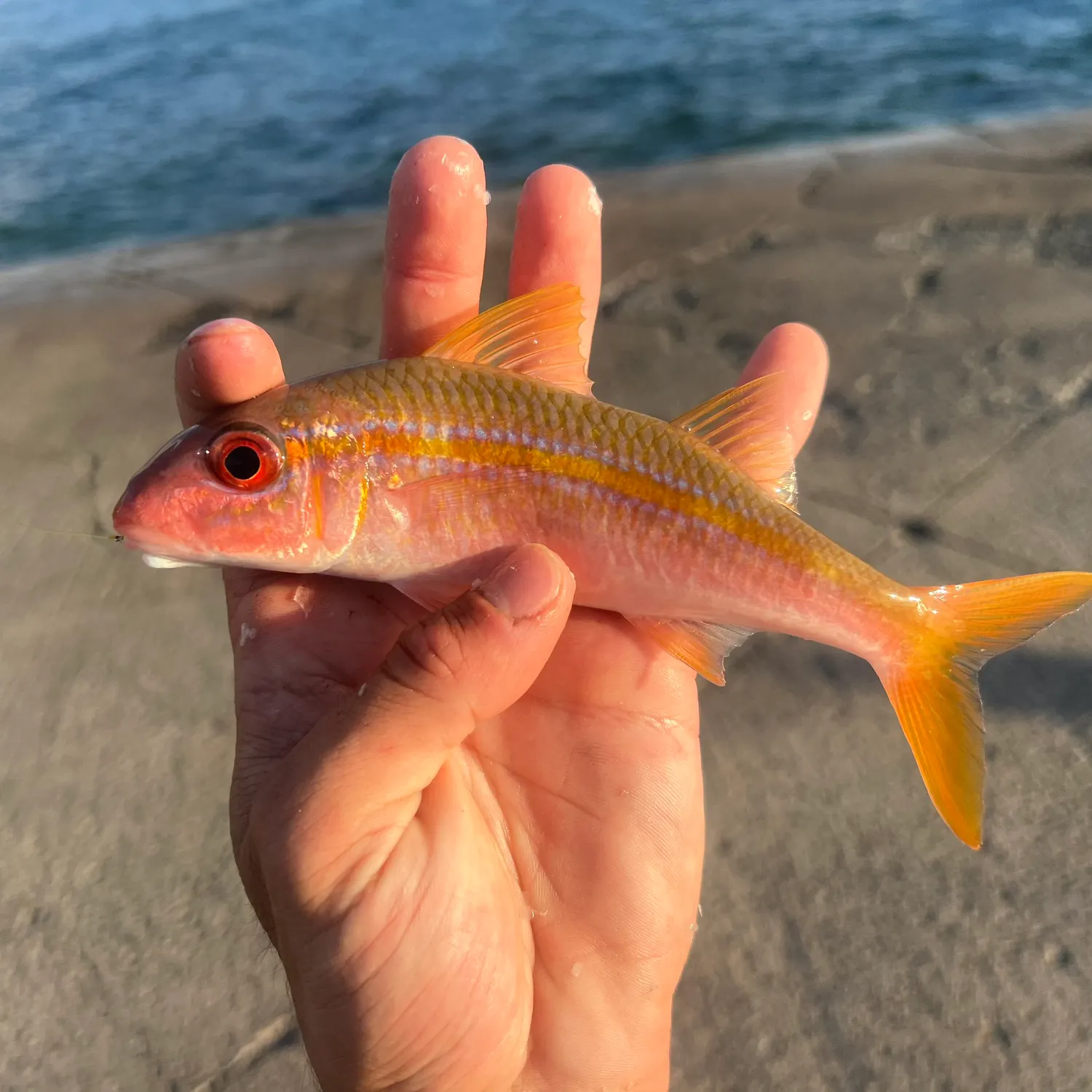 The most popular recent Yellowfin goatfish catch on Fishbrain