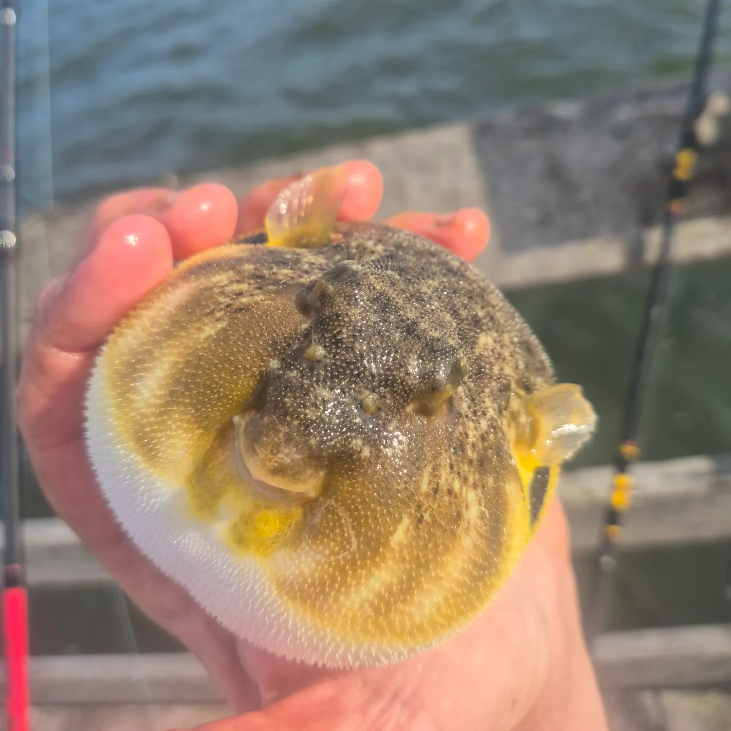 Northern puffer caught on Fishbrain