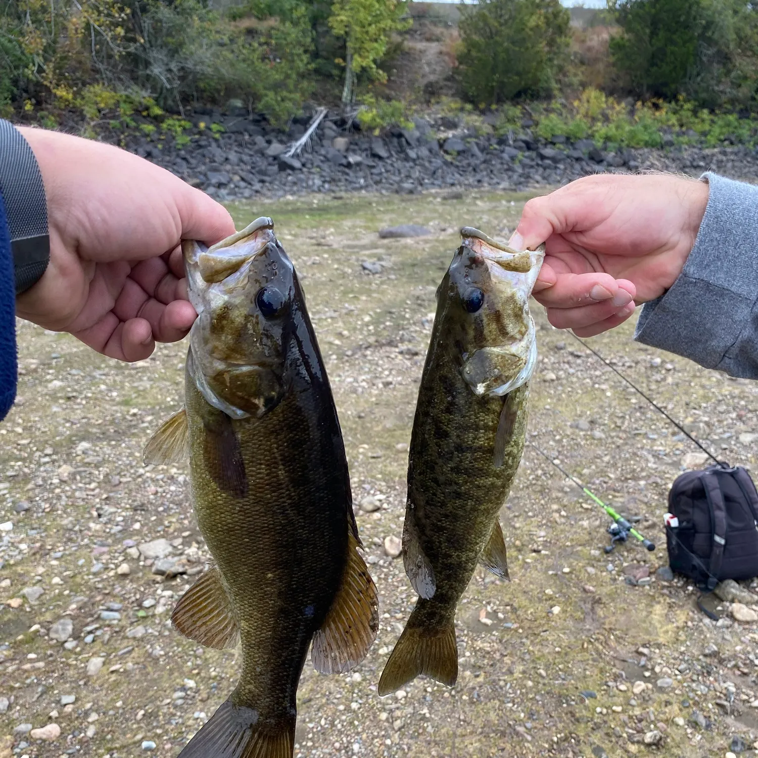 Smallmouth bass caught on Fishbrain