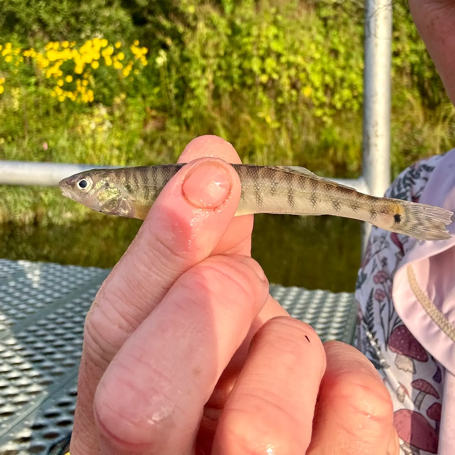 Common logperch caught on Fishbrain
