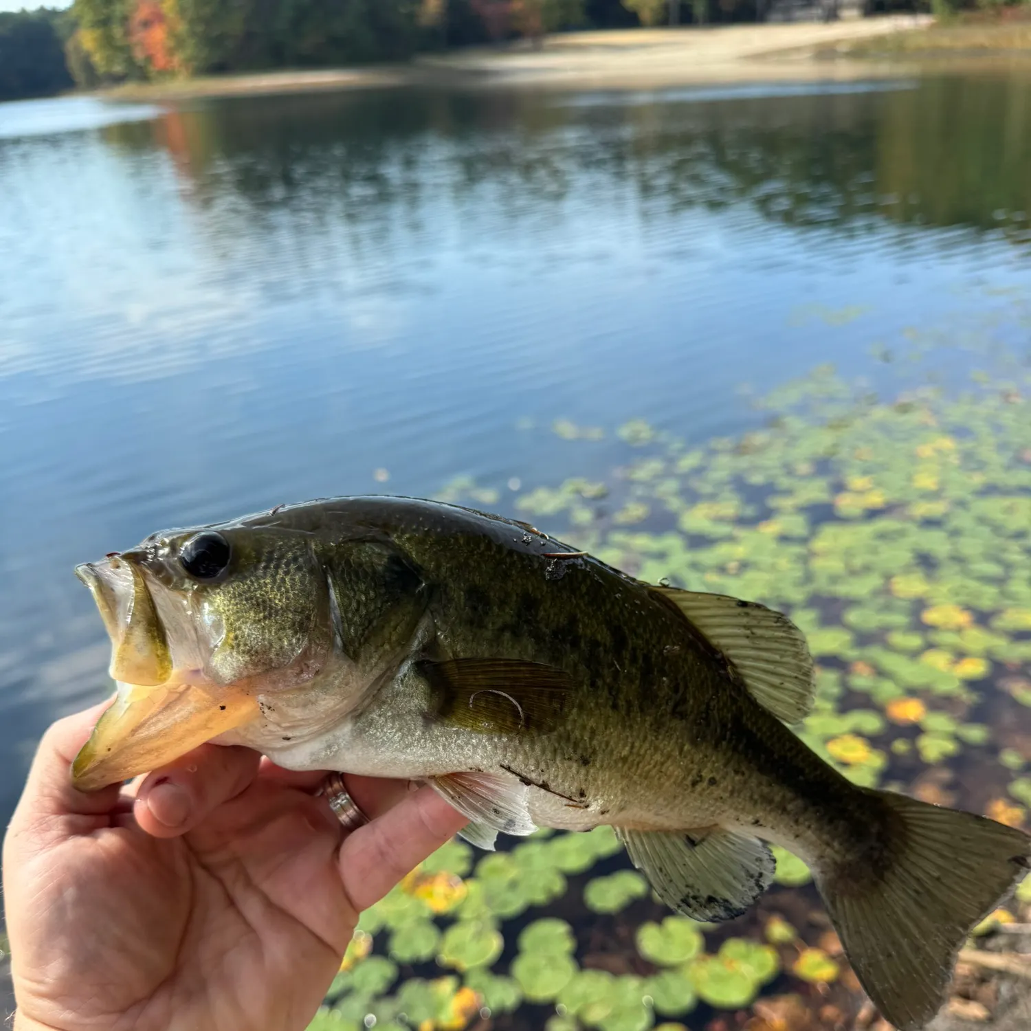 Largemouth bass caught on Fishbrain