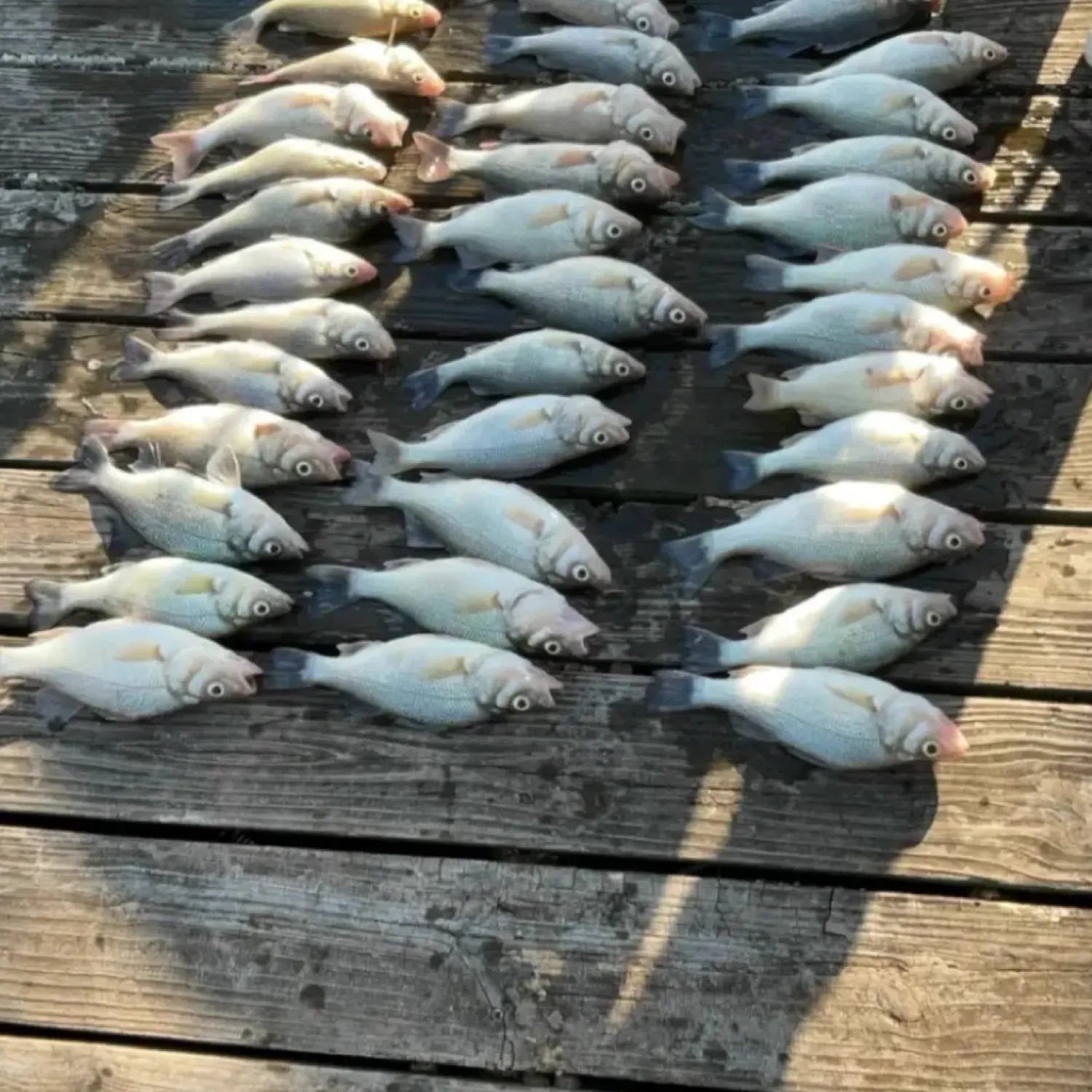 recently logged catches