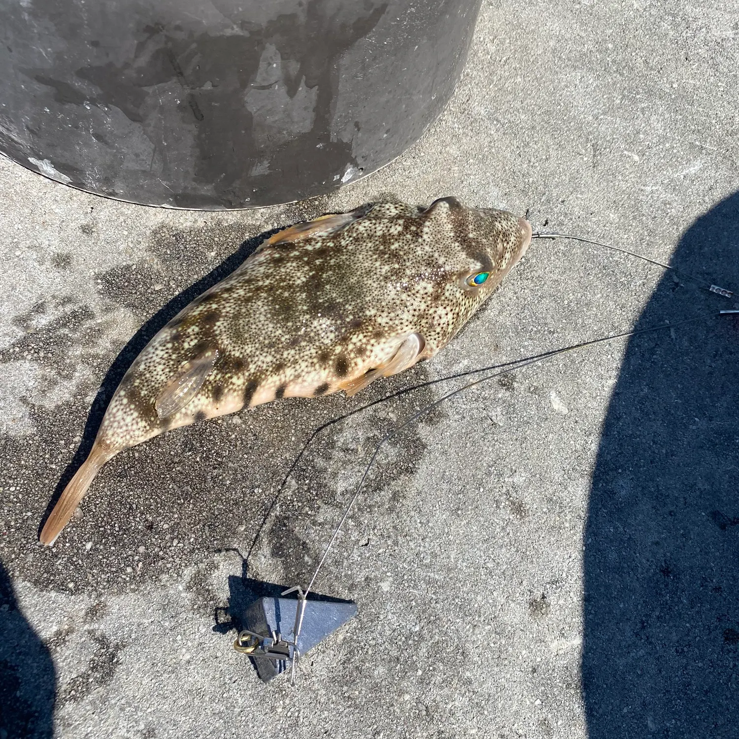 The most recent Southern puffer catches on Fishbrain