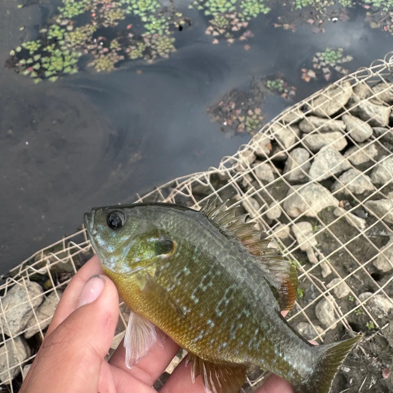 Greengill hybrid caught on Fishbrain