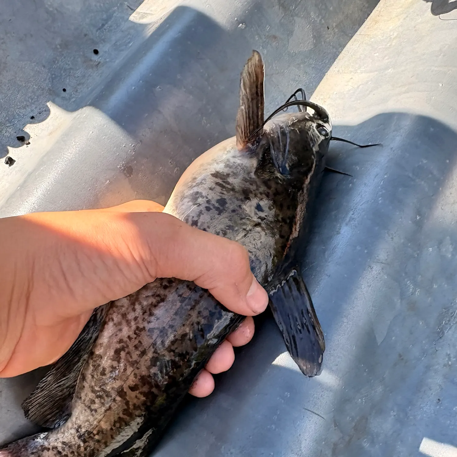 The most recent Channel catfish catches on Fishbrain
