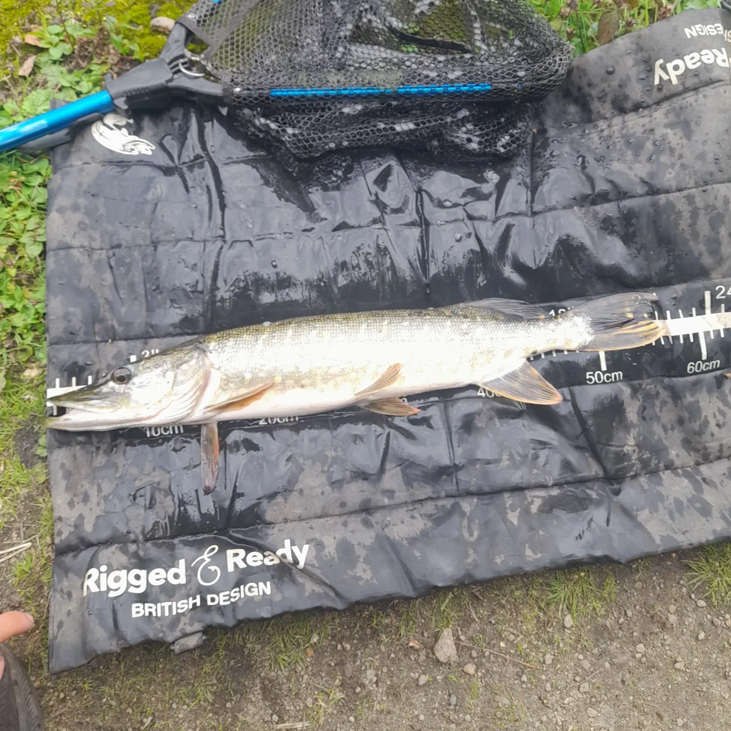 Northern pike caught on Fishbrain