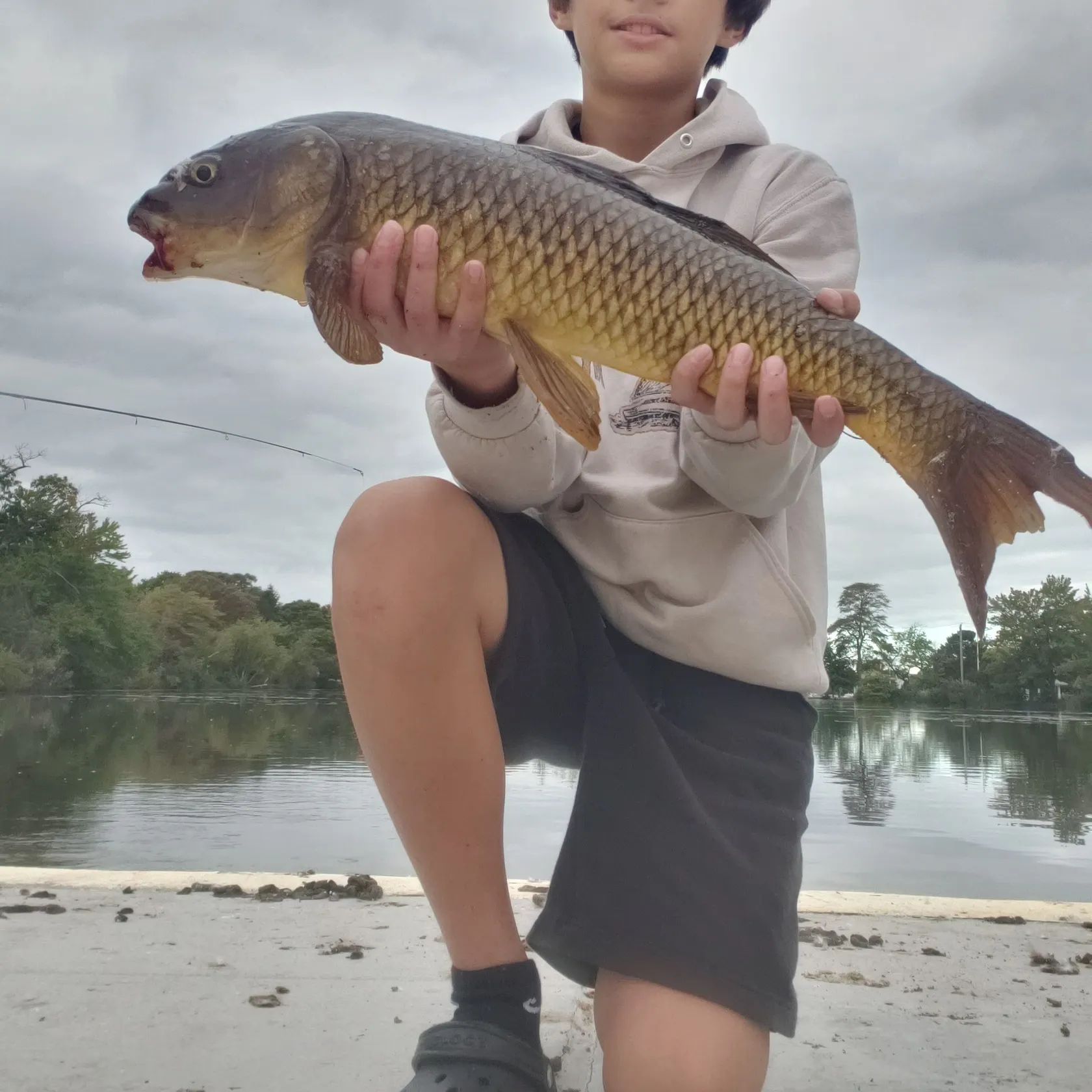Common carp caught on Fishbrain