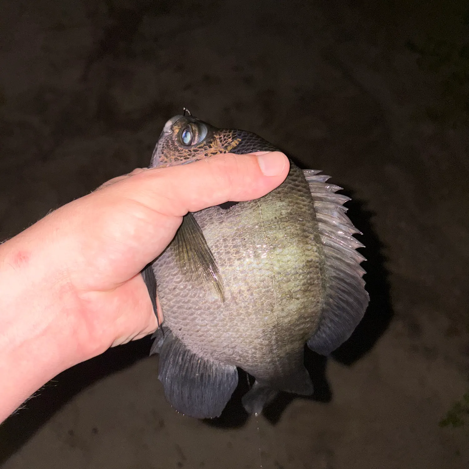 Bluegill caught on Fishbrain