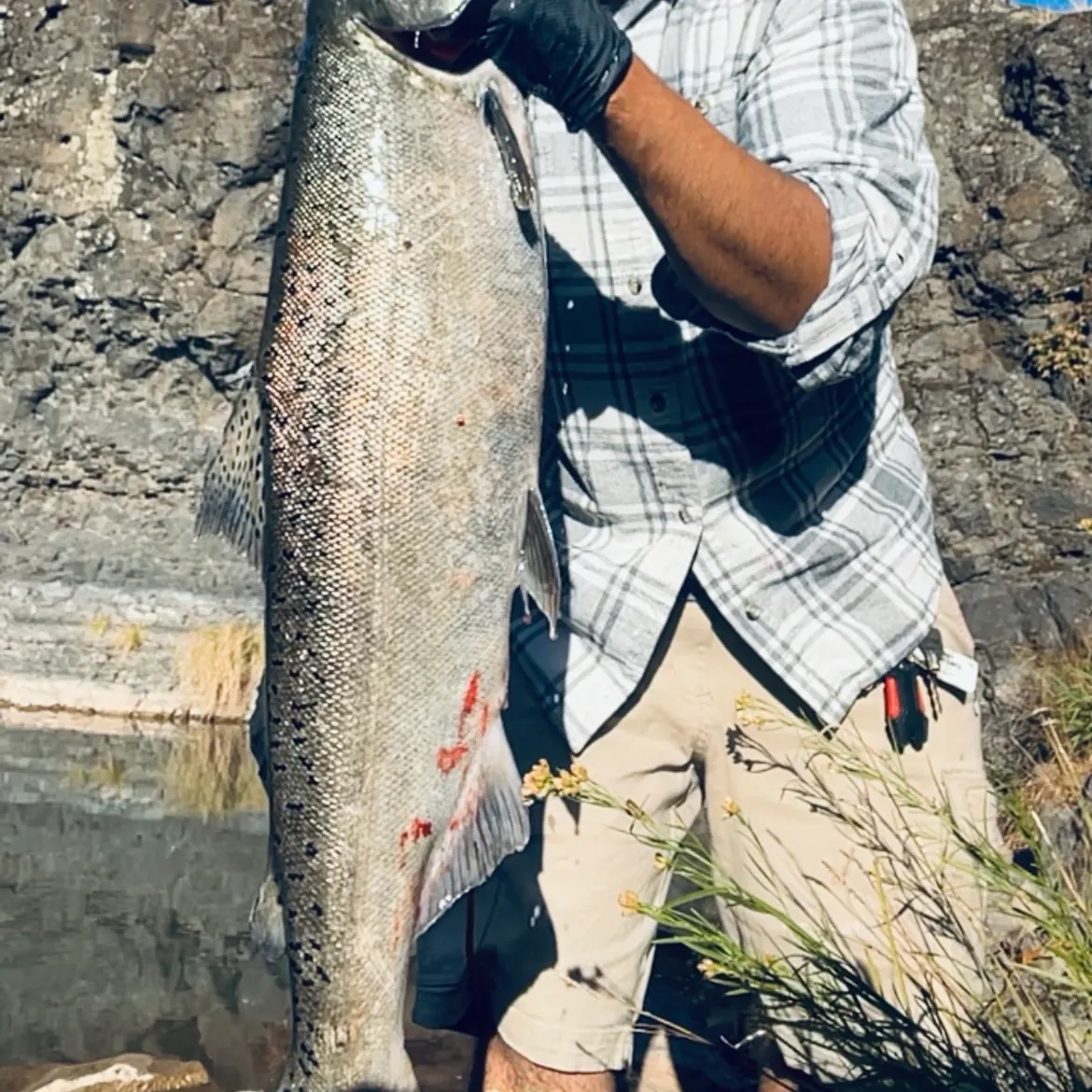 Chinook salmon caught on Fishbrain