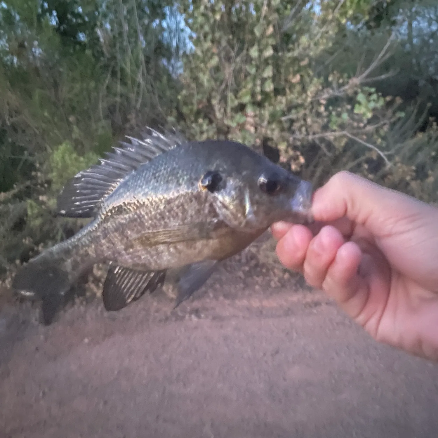 Redear sunfish caught on Fishbrain