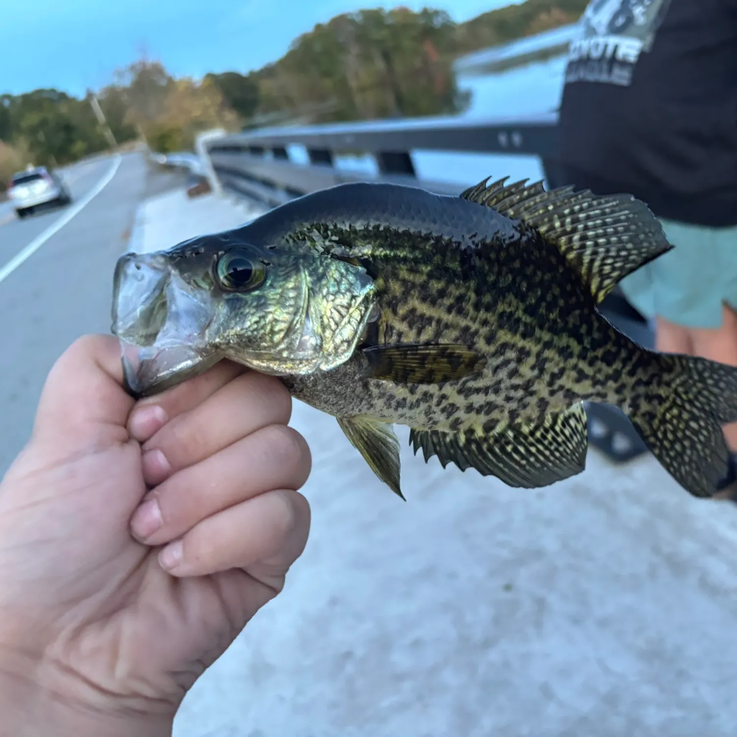 Black crappie caught on Fishbrain