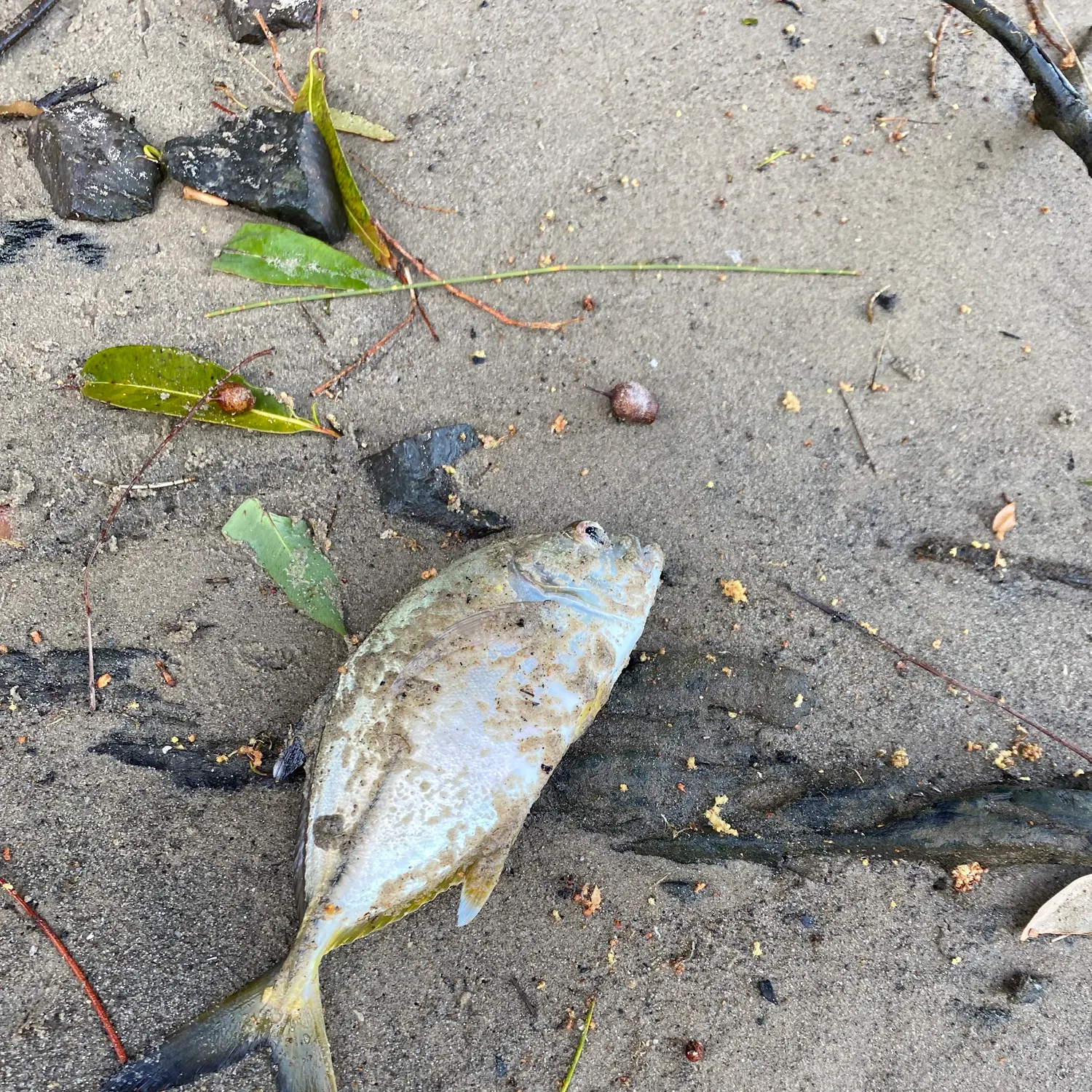 The most recent Yellowspotted trevally catches on Fishbrain