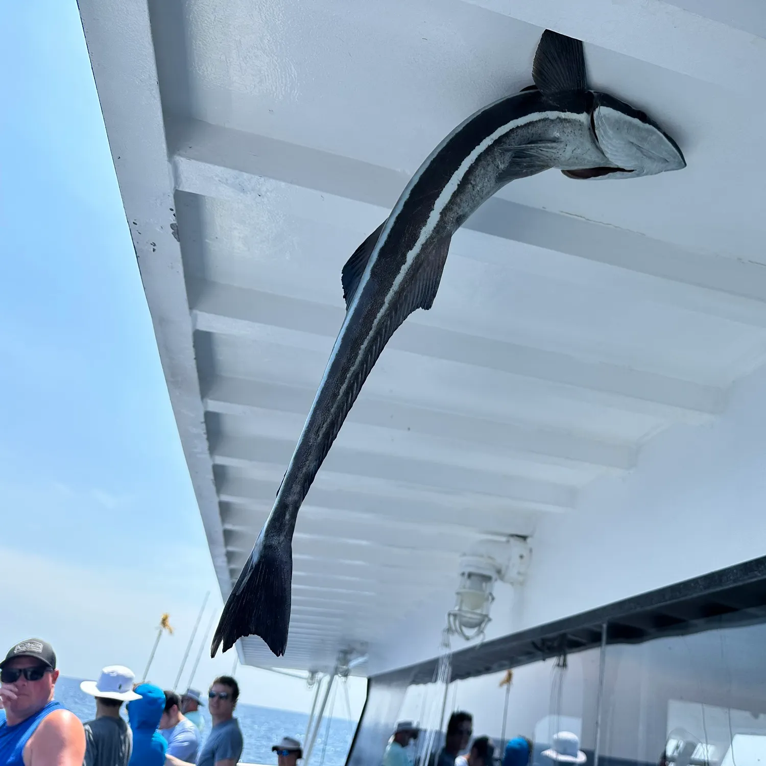 The most recent Common remora catches on Fishbrain