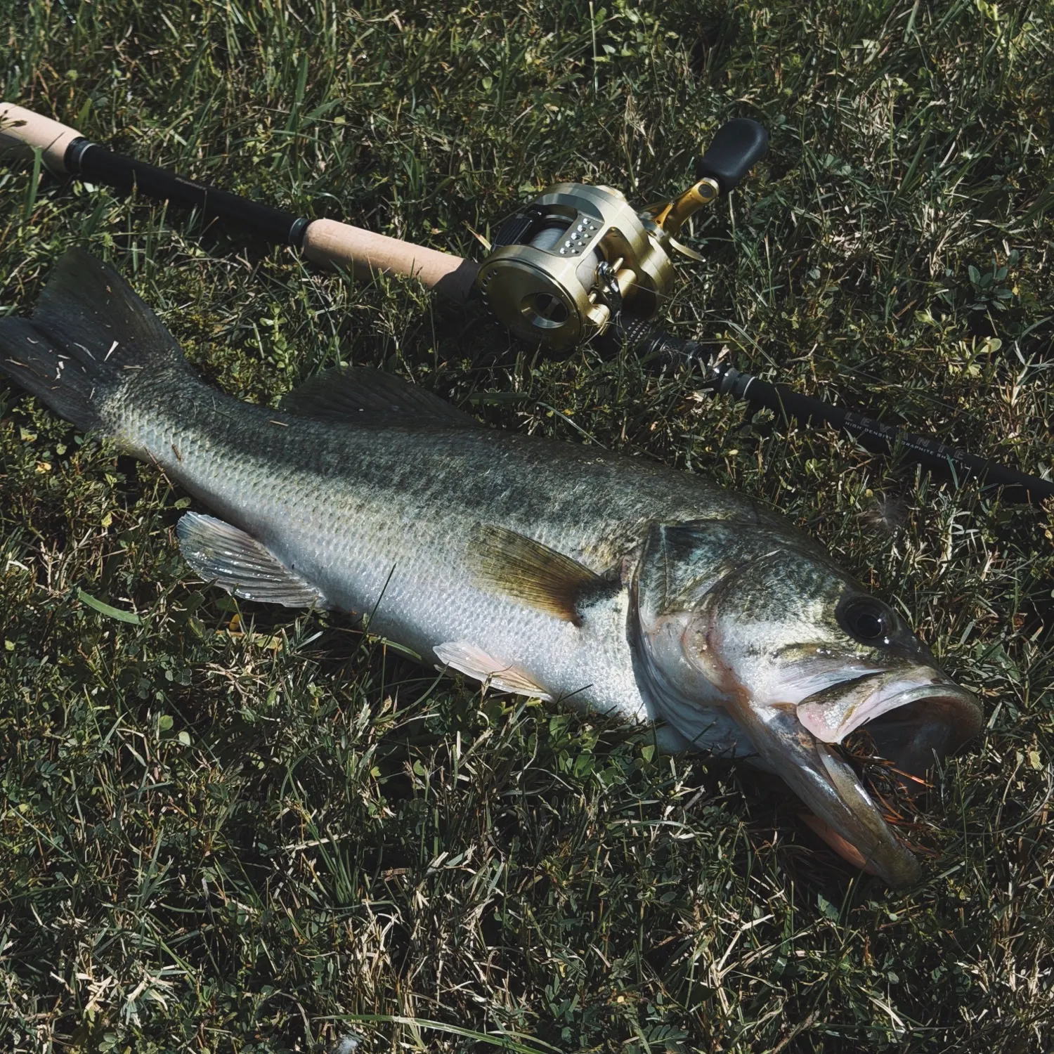 Largemouth bass caught on Fishbrain