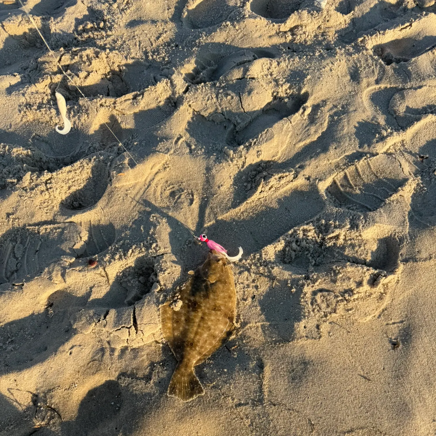 Summer flounder caught on Fishbrain