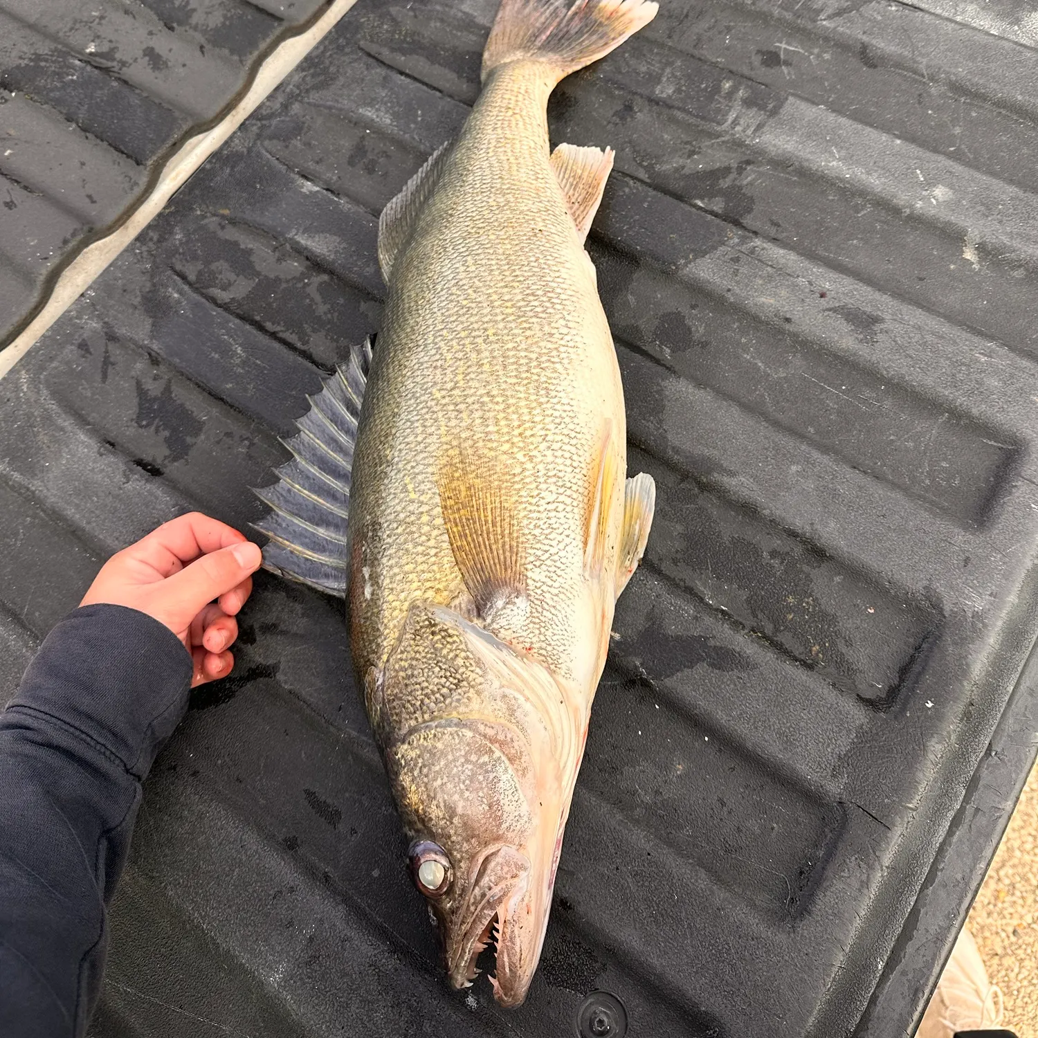 Walleye caught on Fishbrain