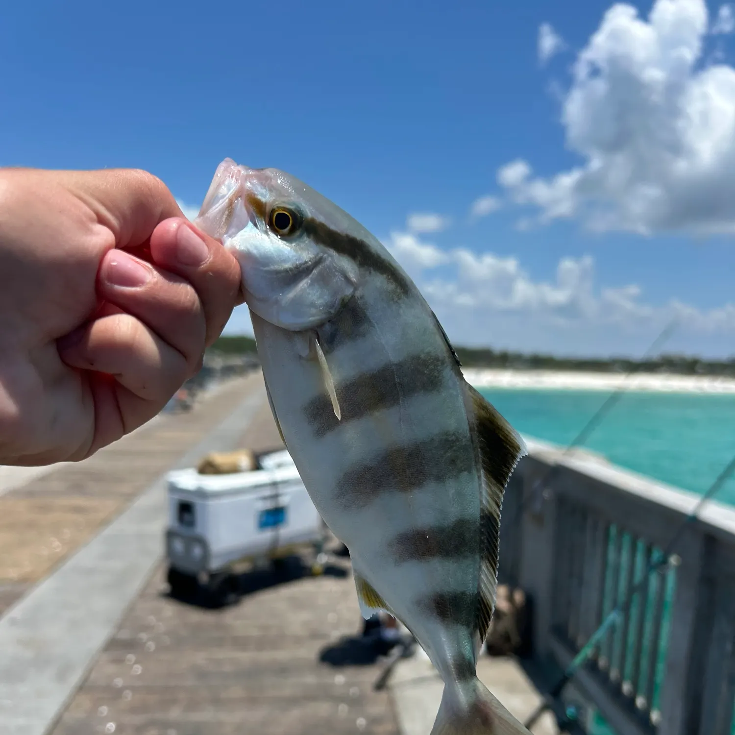The most recent Banded Rudderfish catches on Fishbrain