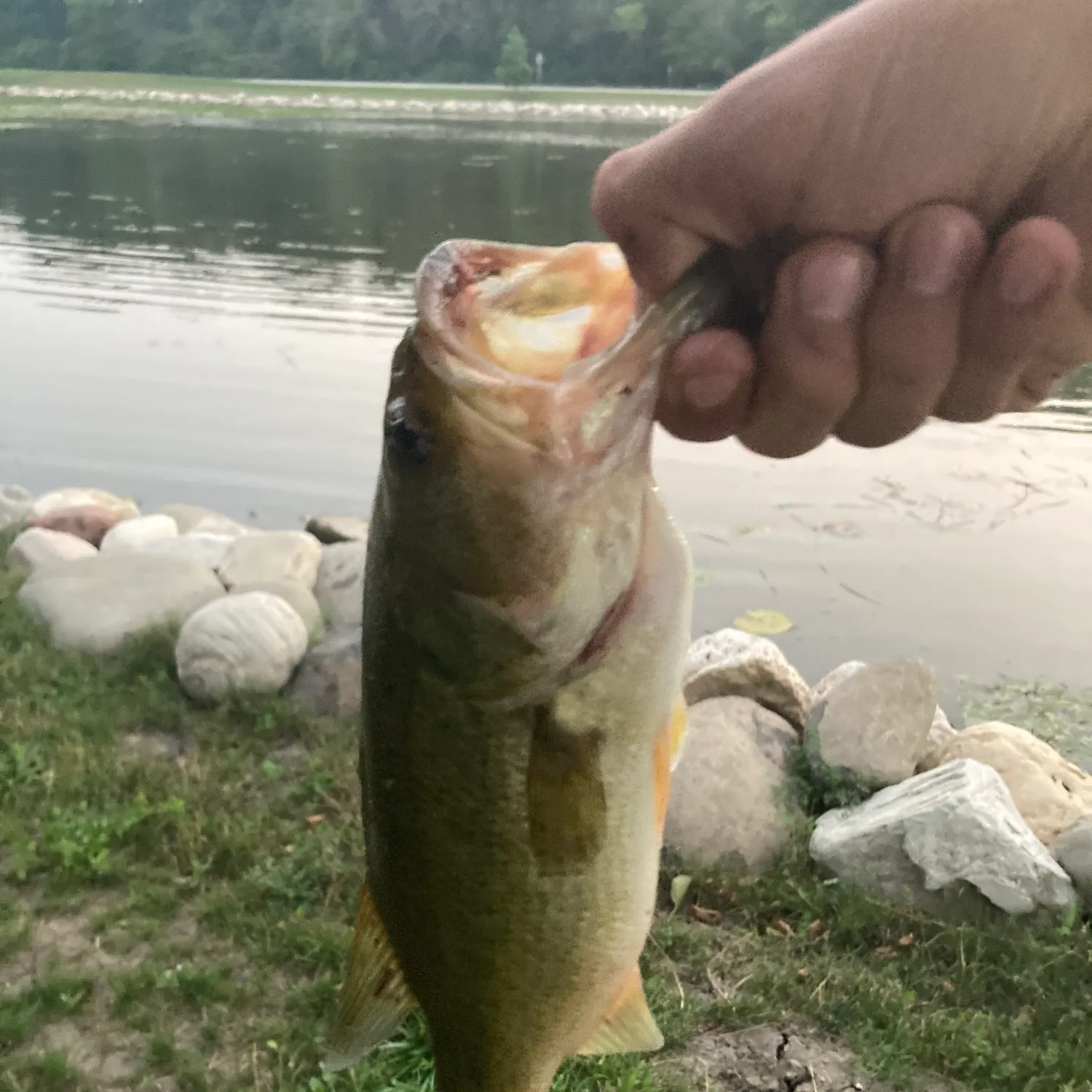 Largemouth bass caught on Fishbrain