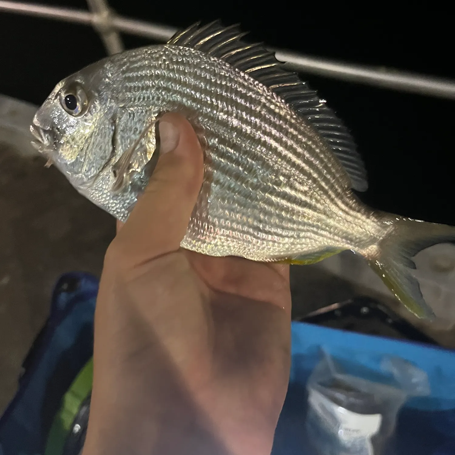 The most recent Goldlined seabream catches on Fishbrain