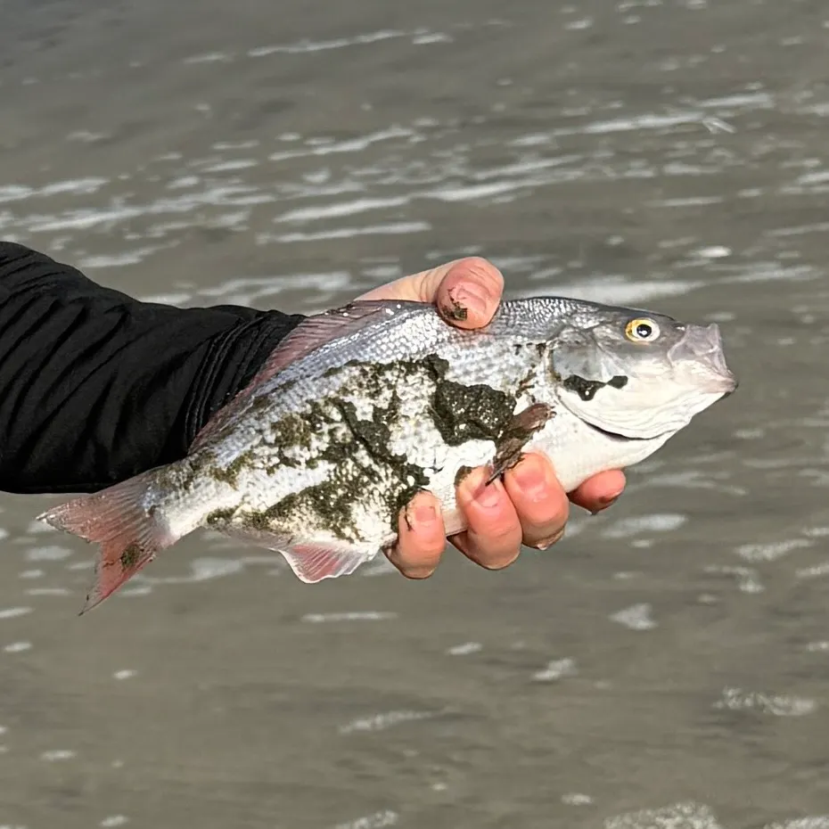 The most recent Redtail surfperch catches on Fishbrain