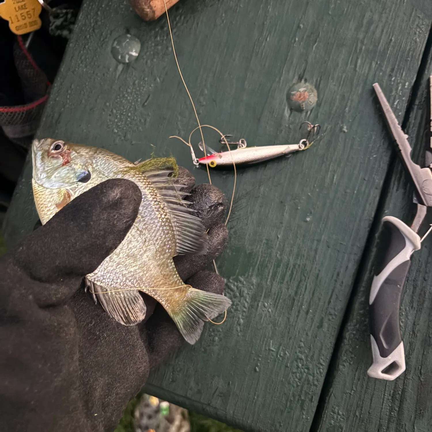 Bluegill caught on Fishbrain