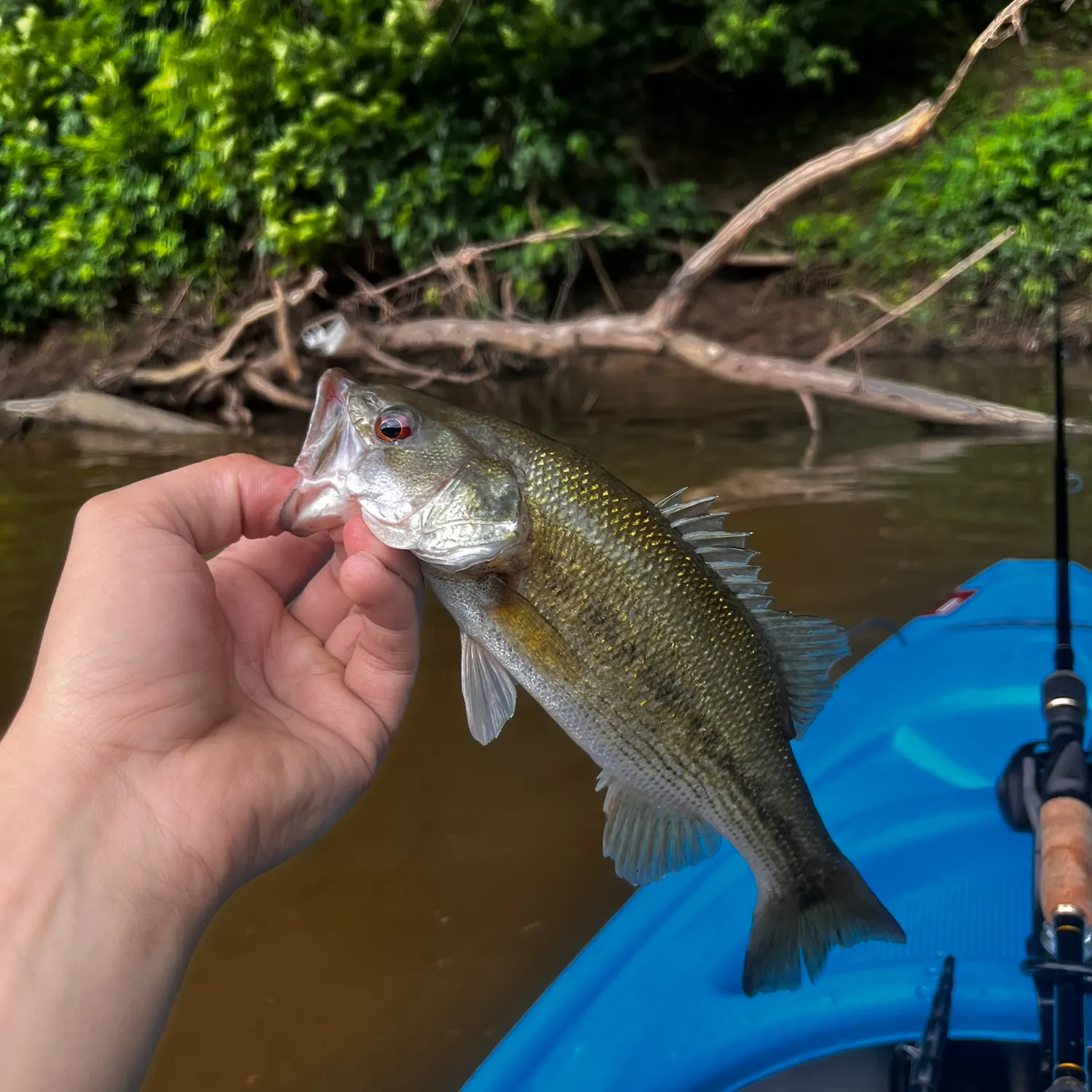 angler catch