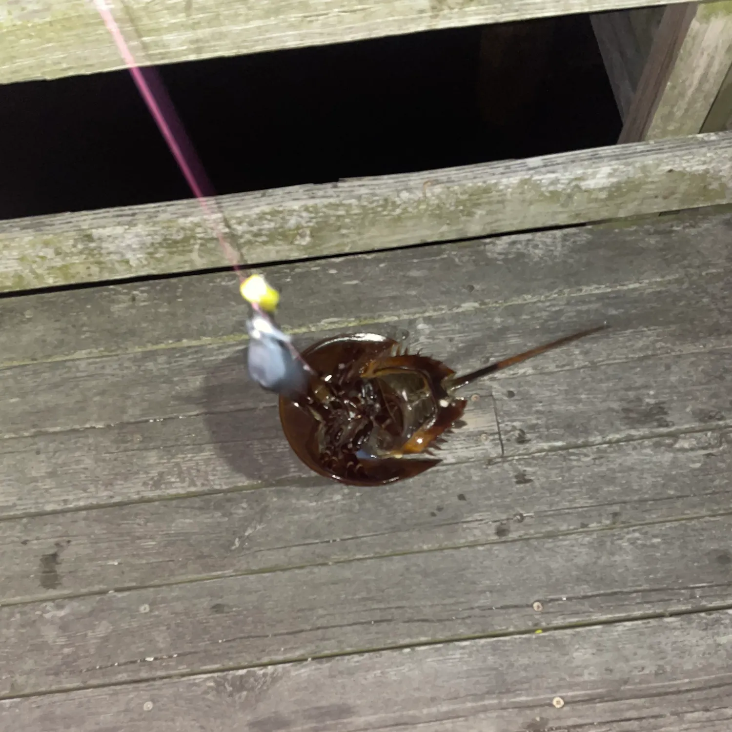 The most recent Atlantic horseshoe crab catches on Fishbrain