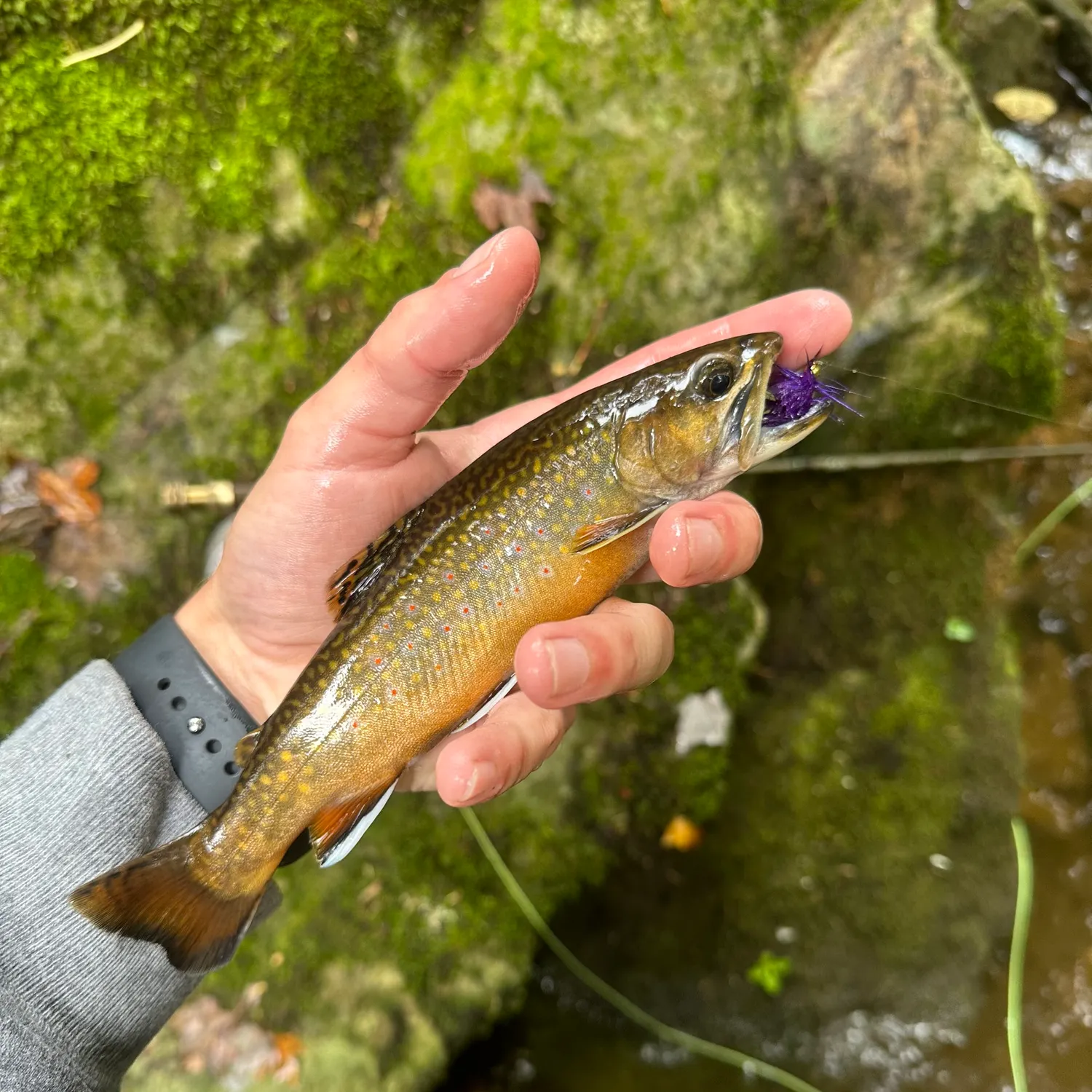 recently logged catches