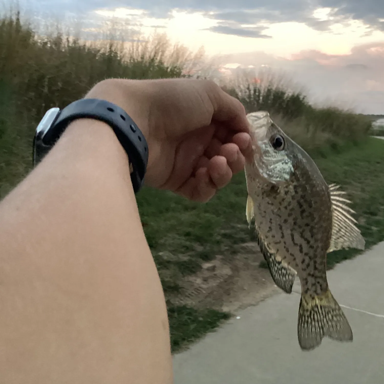 Black crappie caught on Fishbrain