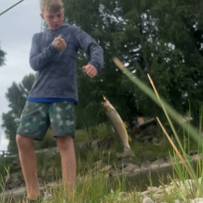 Brown trout caught on Fishbrain