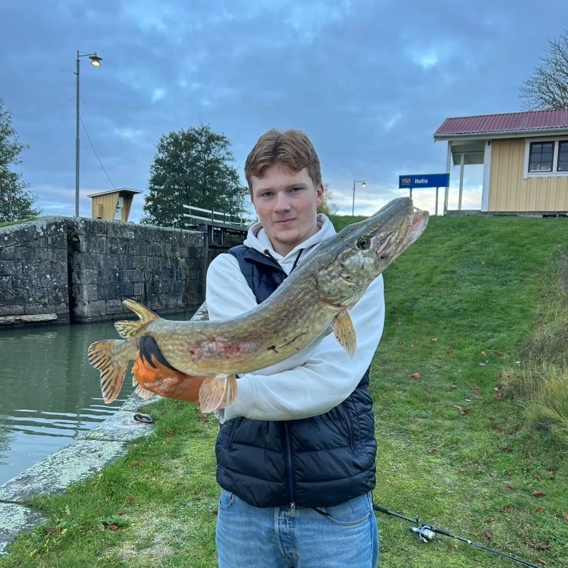 Northern pike caught on Fishbrain