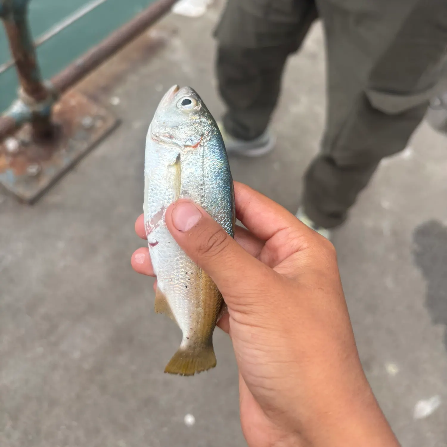 The most recent Madagascar meagre catches on Fishbrain