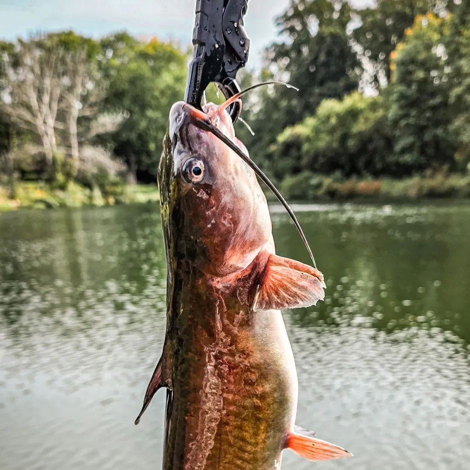 Channel catfish caught on Fishbrain