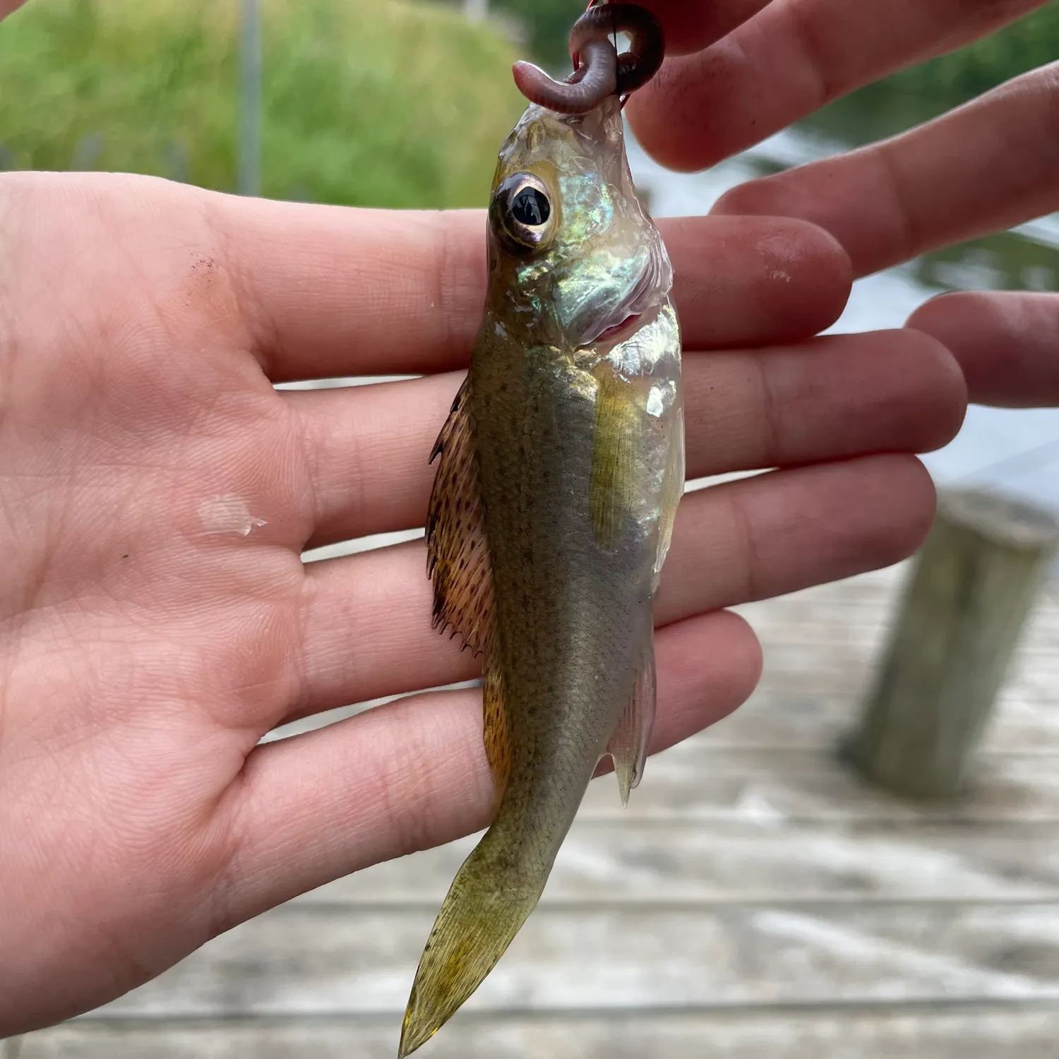 The most recent Eurasian ruffe catches on Fishbrain