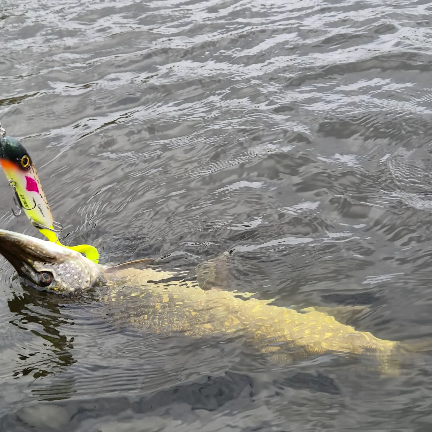 Northern pike caught on Fishbrain