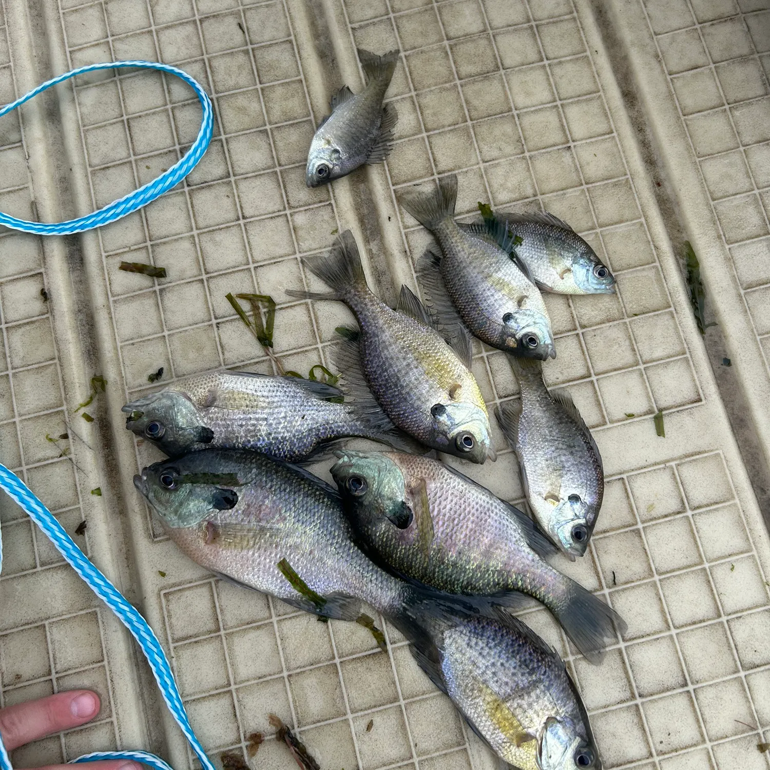 recently logged catches