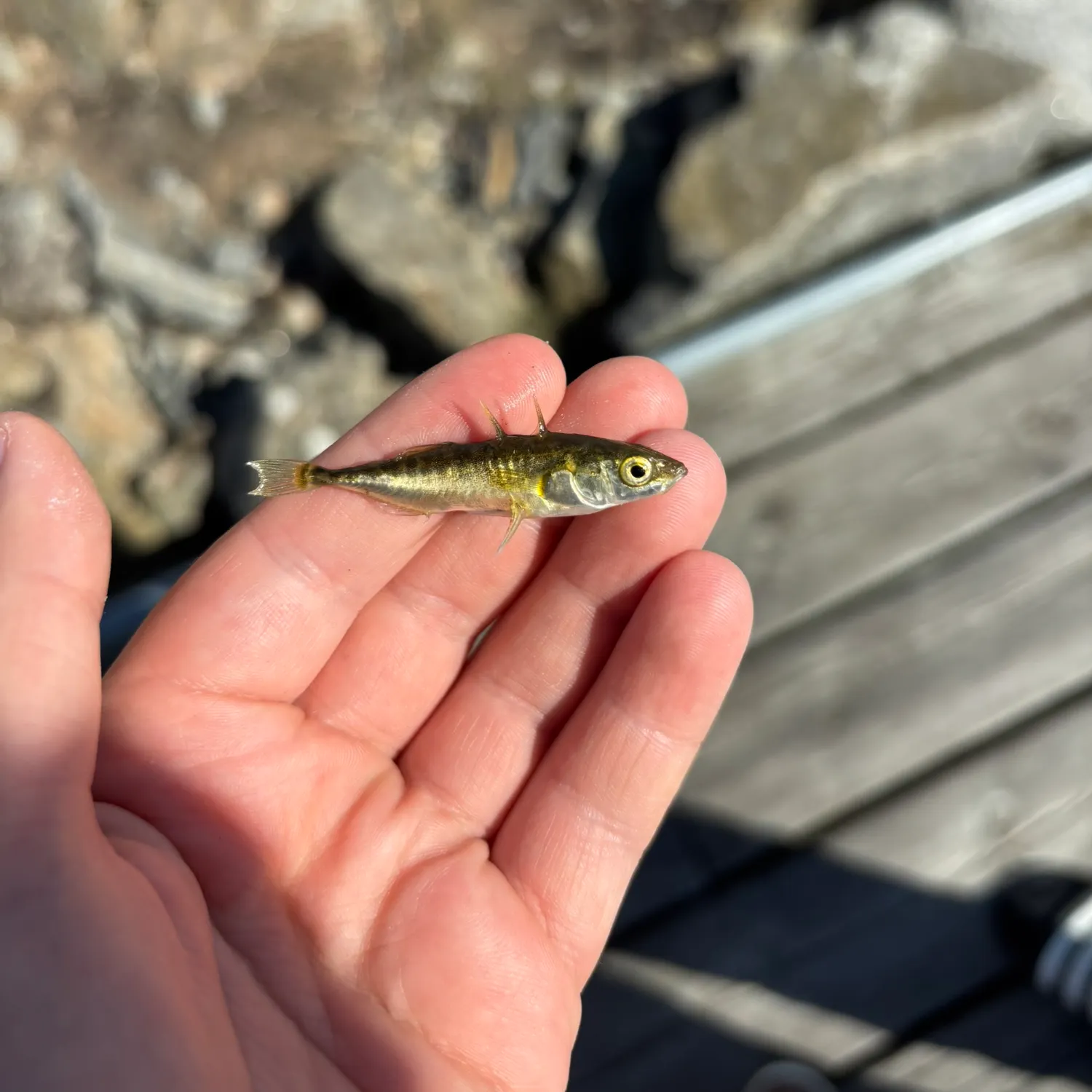 Three-spined stickleback caught on Fishbrain