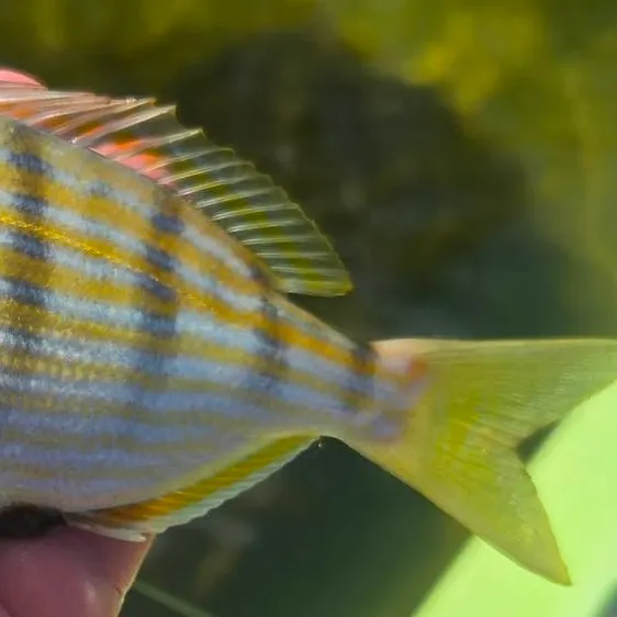 The most recent Pinfish catches on Fishbrain