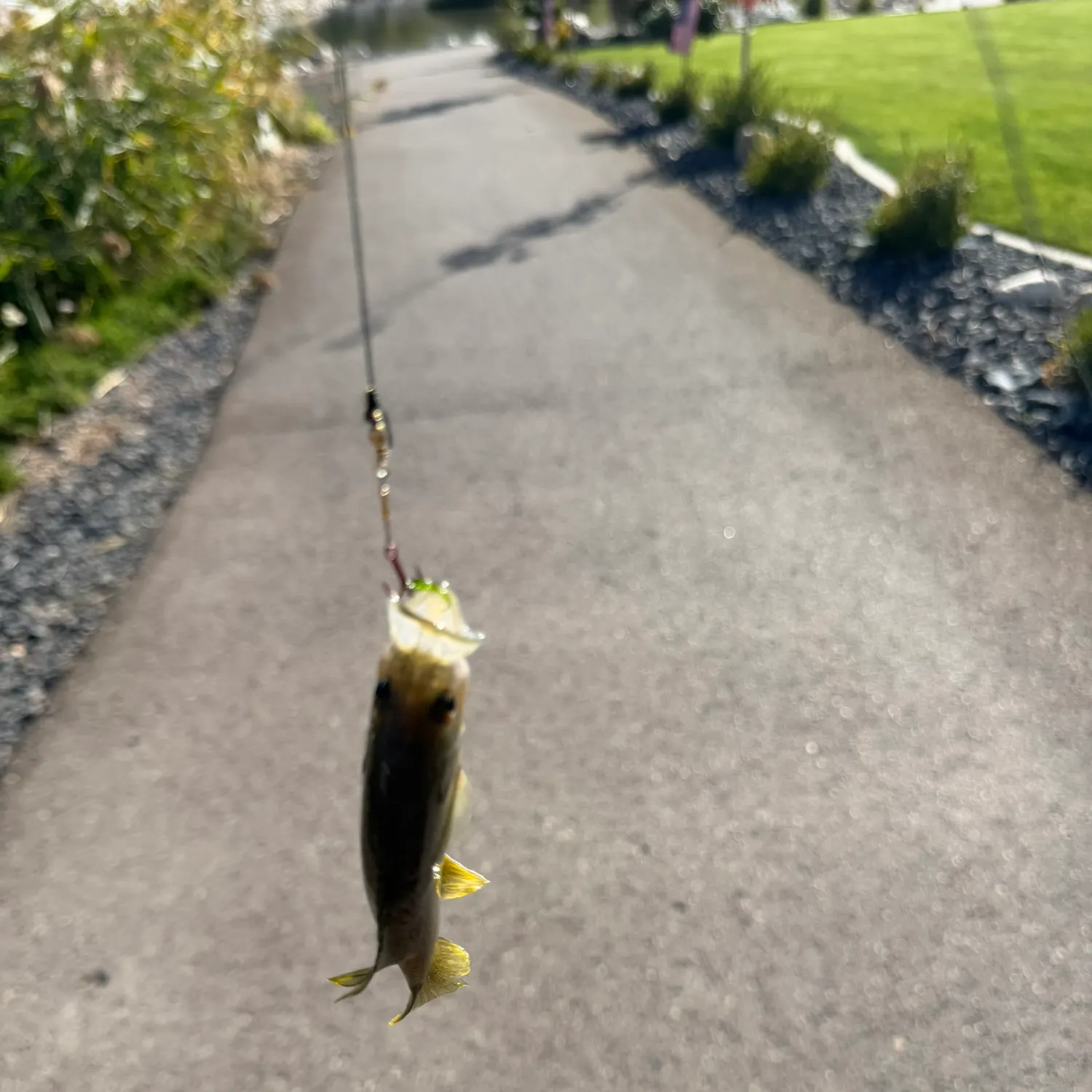Fish caught on Fishbrain
