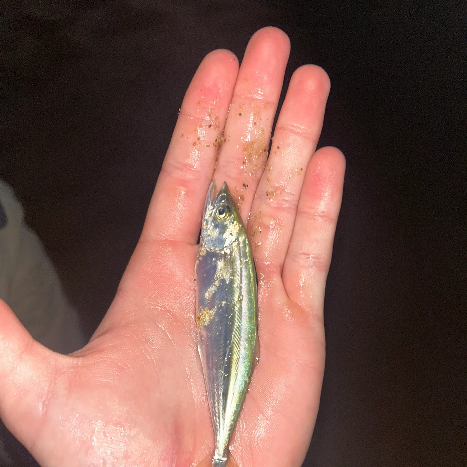 The most recent Spanish mackerel catches on Fishbrain