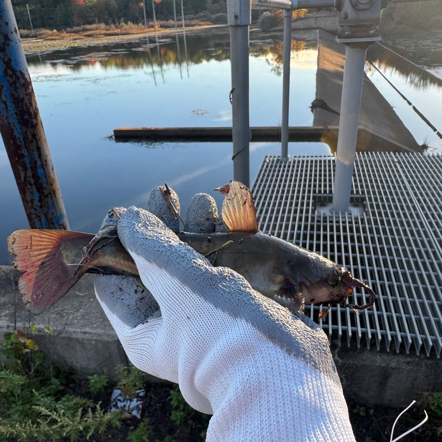 Brown bullhead caught on Fishbrain